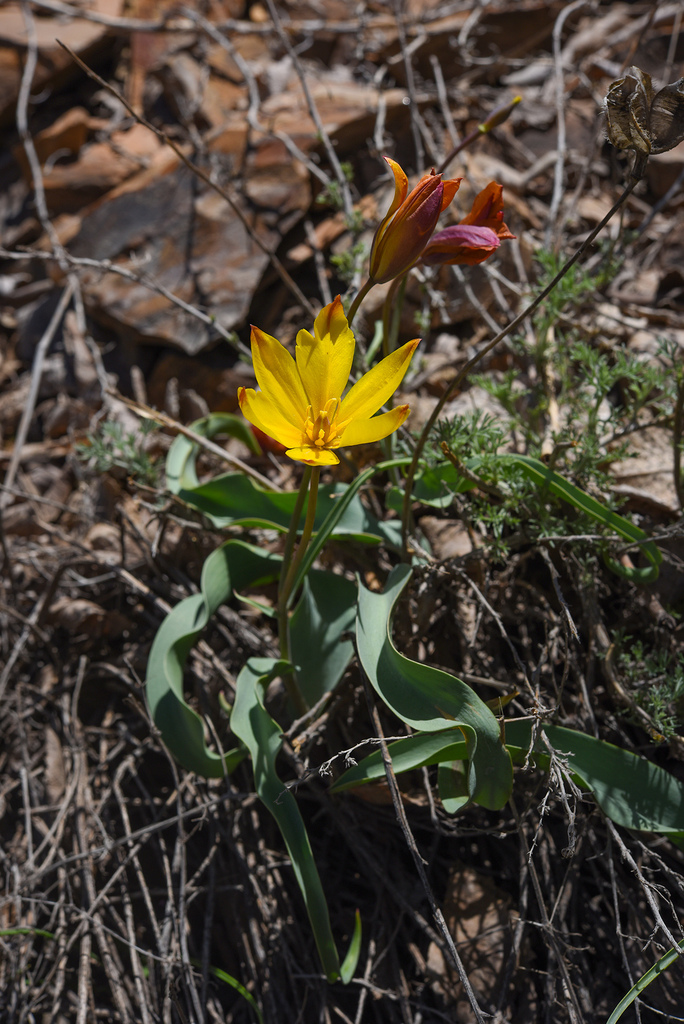 Tulipa sinkiangensis