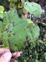 Cercospora moricola
