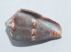 Conus cardinalis
