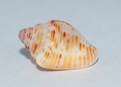 Columbella mercatoria