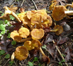 Desarmillaria tabescens image