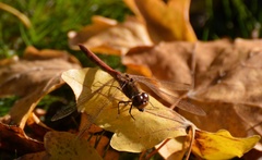 Sympetrum striolatum