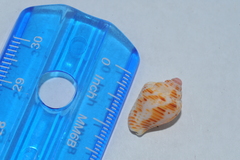 Columbella mercatoria