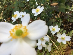 Eriocapitella × hybrida