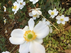 Eriocapitella × hybrida