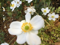 Eriocapitella × hybrida