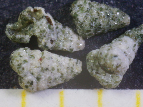 Textularia agglutinans observed 2023-05-02
