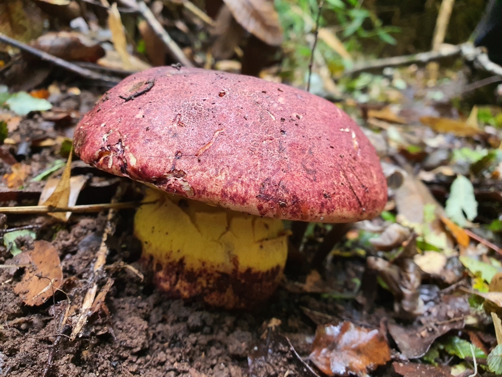 Butyriboletus loyo · May 2023 · photo: © p_eregrina (iNaturalist, cc-by)