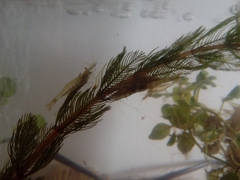 Atyaephyra desmarestii