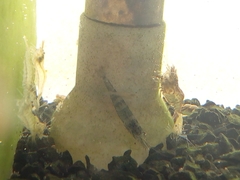 Atyaephyra desmarestii