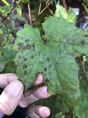 Phyllosticta ampelicida