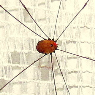 Aldrich's Harvestman