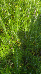 Salvia rosmarinus image