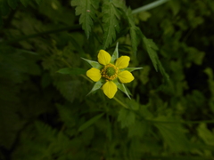 Geum urbanum — photo 3