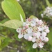 Aronia × prunifolia - Photo 由 Misha Zitser 所上傳的 (c) Misha Zitser，保留部份權利CC BY-NC