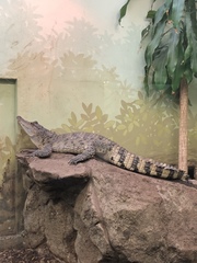 Crocodylus mindorensis