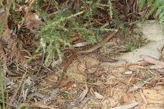Pygopus lepidopodus
