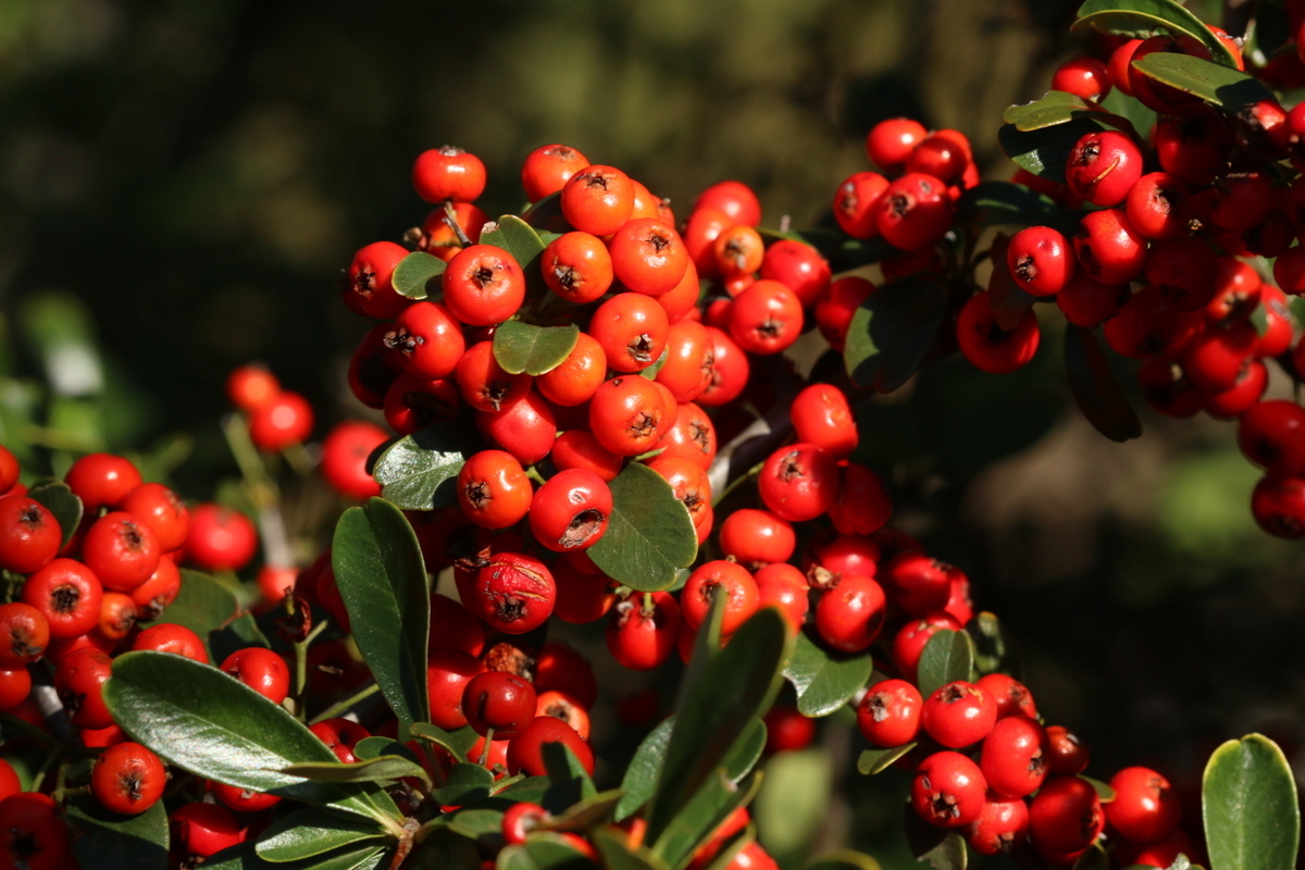Pyracantha koidzumii