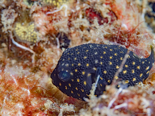 Guineafowl Puffer