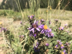 Bombus bifarius