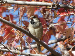Passer domesticus
