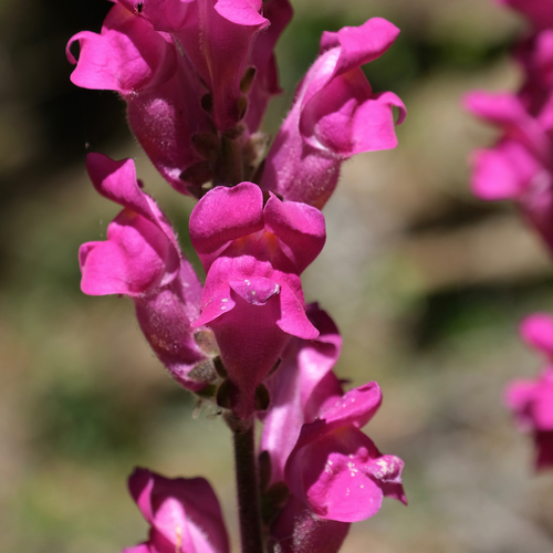 Representative image of Antirrhinum majus majus