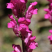 Snapdragon - Photo (c) Jeroni Batlle, some rights reserved (CC BY-NC-ND), uploaded by Jeroni Batlle