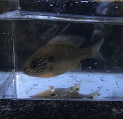 Lepomis marginatus