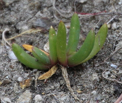 Disphyma australe australe