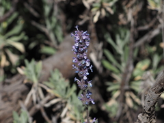 Nepeta teydea image