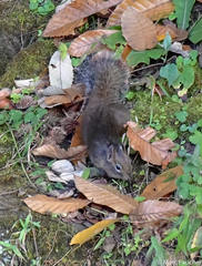 Sciurotamias davidianus