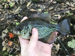 Centrarchus macropterus