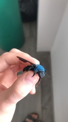 Xylocopa caerulea
