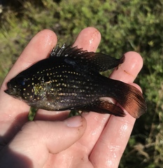 Enneacanthus gloriosus