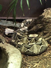 Bitis gabonica