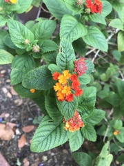 Lantana camara