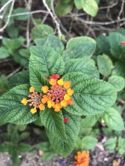 Lantana camara