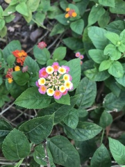 Lantana camara