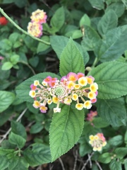 Lantana camara