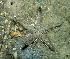 Astropecten polyacanthus
