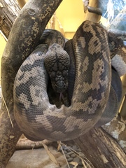 Malayopython timoriensis