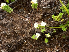 Pimelea xenica