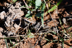 Melanoplus glaucipes