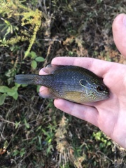 Lepomis marginatus