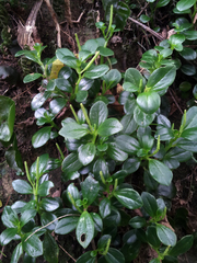 Peperomia urvilleana