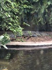 Crocodylus rhombifer