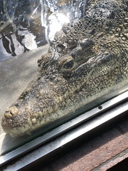 Crocodylus rhombifer