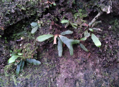 Notogrammitis ciliata