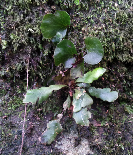 Strap fern (Notogrammitis ciliata)