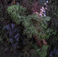 Hymenophyllum flexuosum